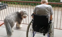 Artù, il cane che aiuta i malati di Alzheimer in Sacra Famiglia