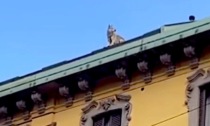 Cane finisce sul cornicione di un palazzo a Milano: intervengono i pompieri