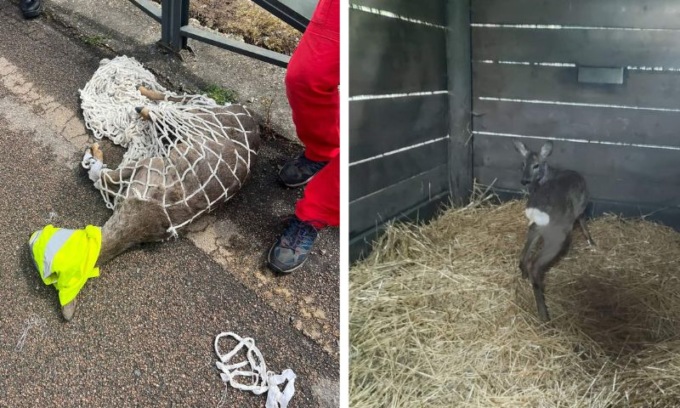 Capriolo finisce nel Naviglio tra Corsico e Trezzano: salvato dai pompieri