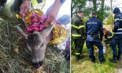Cervo cade nel Naviglio a Gaggiano: lo salvano agenti e vigili del fuoco