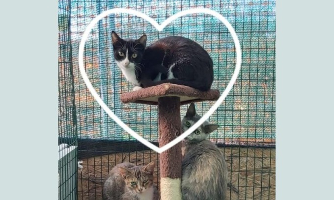 Irruzione di ignoti al cangattile: martoriata e uccisa una gattina, altri cinque mici dispersi