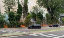 "Pioppini" prendono fuoco: piante e tane degli animali distrutte