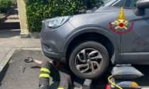 Gattino incastrato nel motore di una macchina: lo salvano i vigili del fuoco