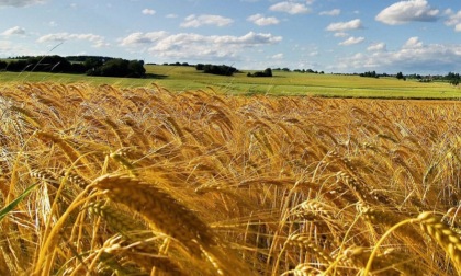 Nasce la Comunità del Cibo del Parco Agricolo Sud Milano: progetti e promozione delle filiere locali