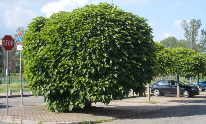 “Difendiamo il verde urbano”: la lettera dei cittadini del Quartiere Giardino