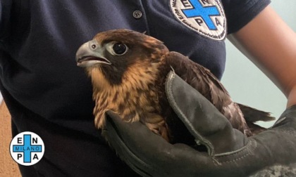 Salvato il falco che vive sul Pirellone: trovato con un laccio legato alla zampa