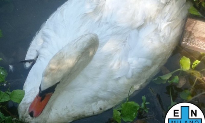 Soccorso dall’Enpa un cigno ferito al Parco delle Cave: nulla da fare purtroppo per il suo compagno