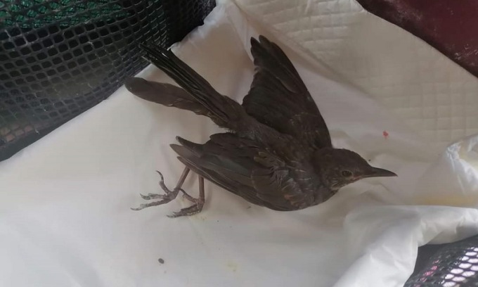 Cucciolo di merlo incastrato a dieci metri d’altezza: salvato dai vigili del fuoco