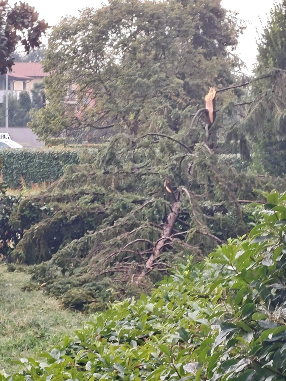 Caduto ora albero via morona 52 davanti a entrata condominiale