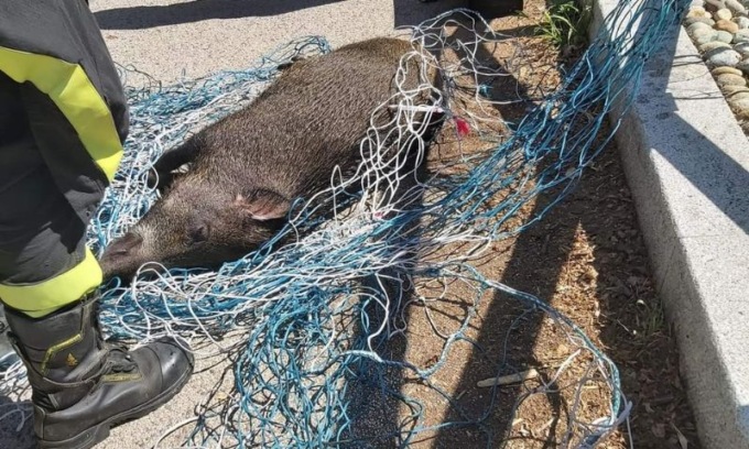 Cinghiale caduto nel Naviglio, recuperato dai vigili del fuoco