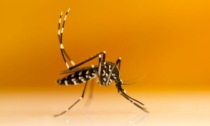 Virus Dengue, spuntano due nuovi casi in Lombardia