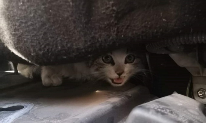 Freddo e maltempo, l’avviso di Enpa: “Attenzione ai gattini nei vani motore delle auto”