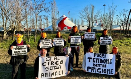 Circo con gli animali ad Assago, gli animalisti protestano davanti al tendone