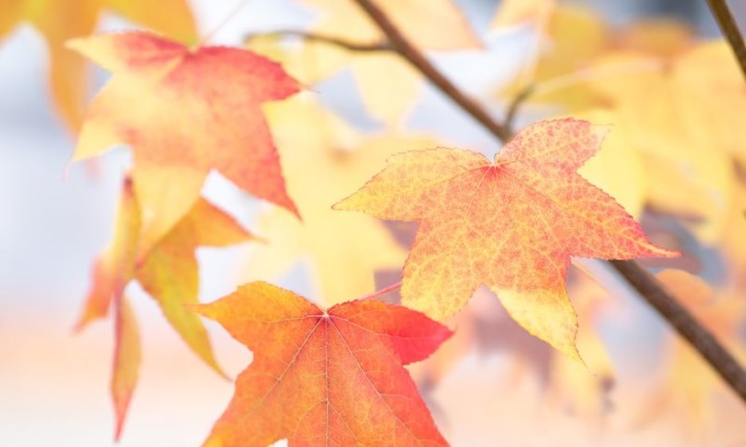 L’autunno 2023 a Milano è stato il più caldo di sempre, lo dicono i dati