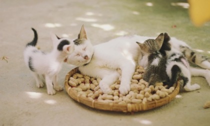 Apre nel milanese “Casale Dolce Così”, il lussuoso hotel per gatti che sarà gratis per chi va in ospedale