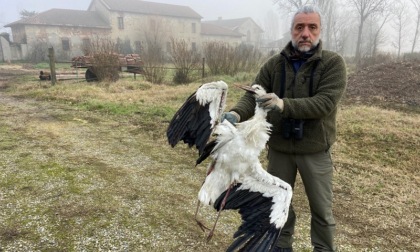 Cicogna bianca rimasta folgorata su un traliccio a Gaggiano: era nata 10 anni fa in Germania