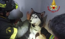 Corsico, l'Husky Trishi scappa e va ad infilare la testa nella griglia di ventilazione: salvata dai vigili del fuoco