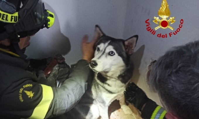 Corsico, l’Husky Trishi scappa e va ad infilare la testa nella griglia di ventilazione: salvata dai vigili del fuoco