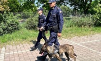 Sequestrate oltre 40 dosi di hashish e cocaina a Rozzano: fondamentale il fiuto del cane antidroga Mitrix
