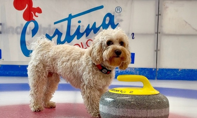 Il cane Chico, “fenomeno dei social”, entra nella squadra dei Digital Ambassador di Milano Cortina 2026