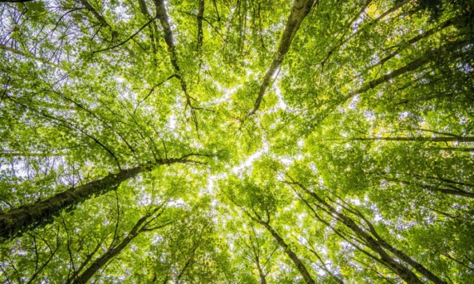 In Lombardia ci sono 620mila ettari di foresta, lo dice il rapporto Ersaf