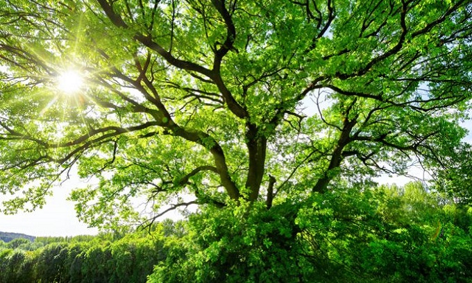 78 nuove piante, oltre ad alcune migliaia di arbusti e cespugli, in arrivo a Opera grazie al Progetto Spugna