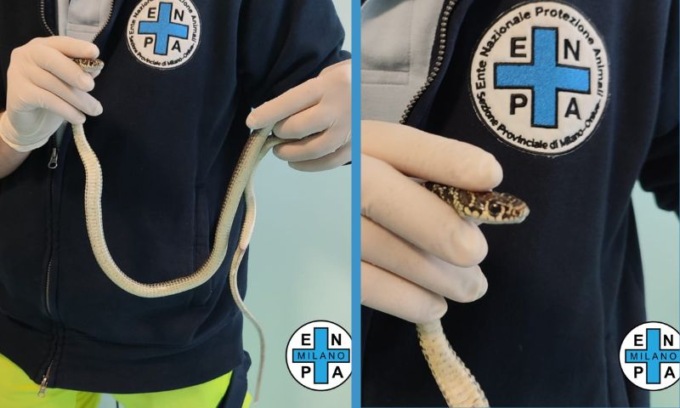 Cosa fare se si trova un biacco? I consigli di Enpa Milano