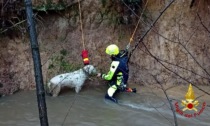 Parco delle Groane, i vigili del fuoco salvano un cane caduto nel fiume in piena