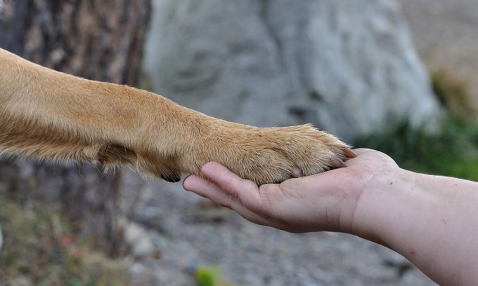L’amico a quattro zampe sepolto col suo amico umano di tutta la vita: si può fare in un comune nel nord milanese