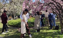 Nel weekend di Milano spopola il rito dei selfie con le coloratissime magnolie