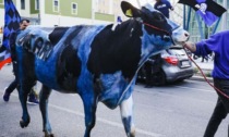 Mucca dipinta per i festeggiamenti dell'Inter. Enpa: "Violenza sull'animale, intervengano le autorità"