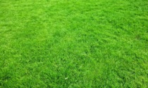 Ambiente, stop al taglio dell'erba nei parchi milanesi