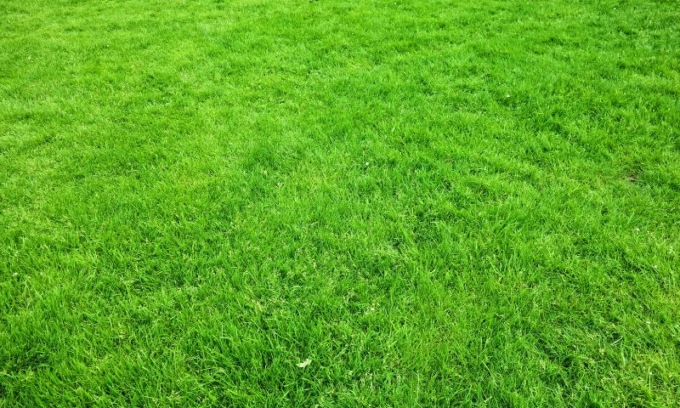 Ambiente, stop al taglio dell’erba nei parchi milanesi