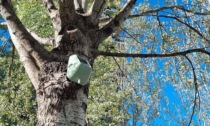 A Milano piazzano 300 sensori sugli alberi per monitorare smog e stabilità delle piante