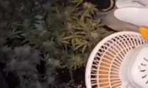 Scoperta serra di marijuana in un appartamento a Milano