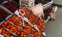 La polizia locale sequestra banchetto abusivo e dona la frutta alle famiglie bisognose