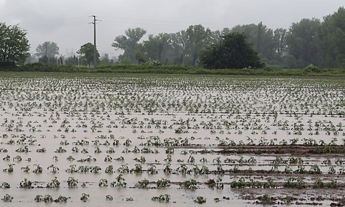 Campi sott’acqua: il maltempo colpisce l’agricoltura lombarda. Coldiretti “Orzo, grano e pomodoro a rischio”