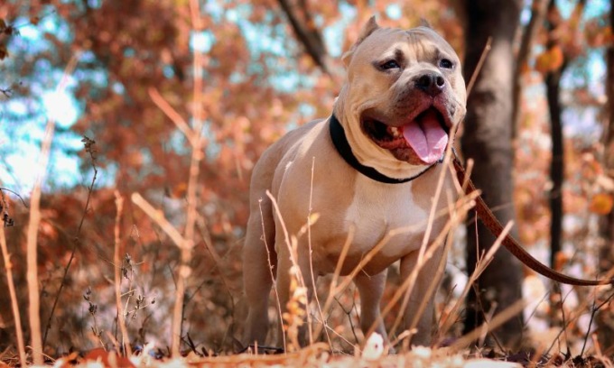 Bimba azzannata dal pitbull di famiglia: è grave