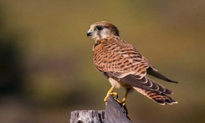 Cinque piccoli falchi verranno liberati sul parco delle Rogge: l'appuntamento da non perdere