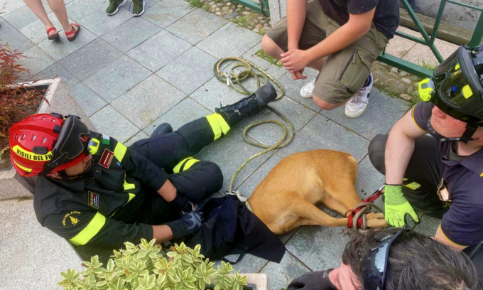Un capriolo finisce nel Naviglio e rischia di annegare: salvato da un 18enne