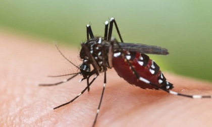 Lotta alla zanzara tigre a Buccinasco: al via il piano di prevenzione