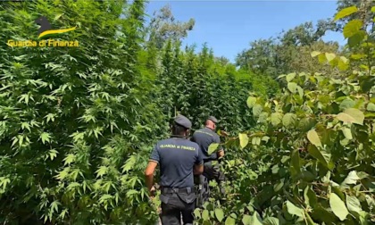 Scoperta una grande piantagione di cannabis nel Parco del Ticino