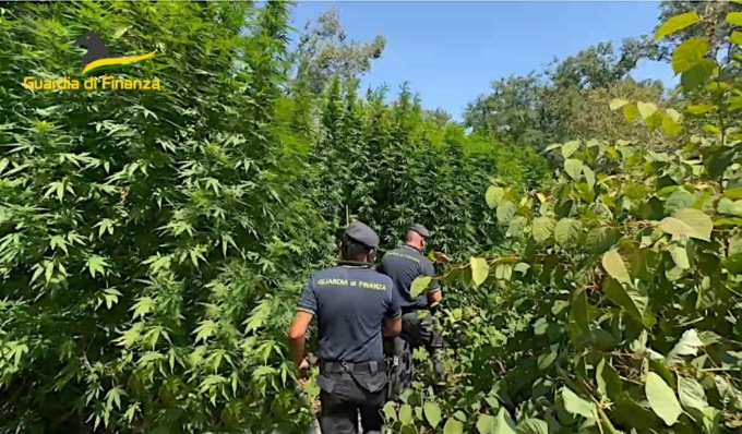 Scoperta una grande piantagione di cannabis nel Parco del Ticino
