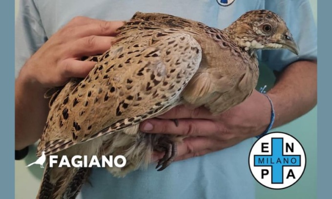 Fagiano in fin di vita trovato in un’azienda a Trezzano. “Vittima del ripopolamento per la caccia”