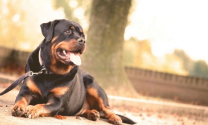 Cesano, Carabinieri intervengono per un cane abbandonato sul balcone e trovano droga in casa