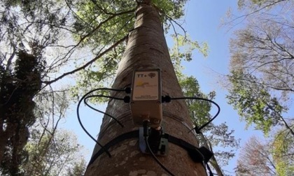 Concluso il piano di monitoraggio delle piante a Buccinasco: sei alberi saranno abbattuti