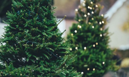 L'associazione Compagnia dell'Anello si prenderà cura degli alberi di Natale naturali dopo le feste