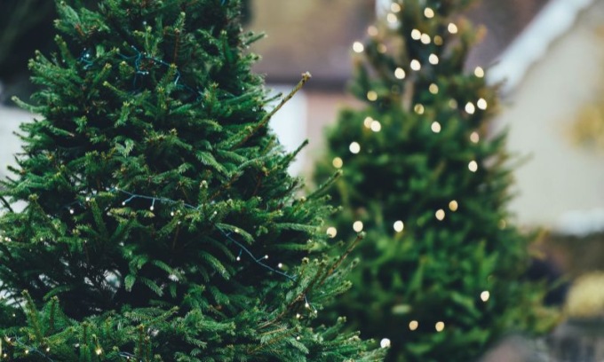 L’associazione Compagnia dell’Anello si prenderà cura degli alberi di Natale naturali dopo le feste