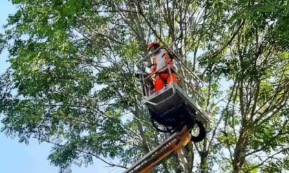 Manutenzione invernale su piante e alberi sul percorso da via Scarlatti a via Salieri