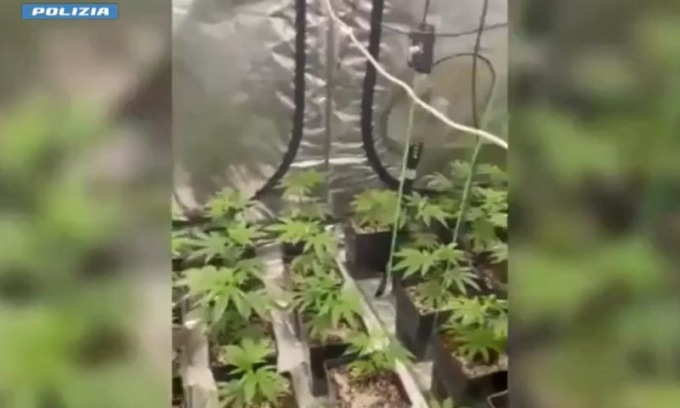 Scoperta una serra artigianale con 50 piantine di marijuana in un appartamento: arrestato pusher 29enne